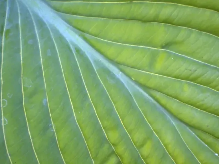 Framed Print : Hosta leaf closeup