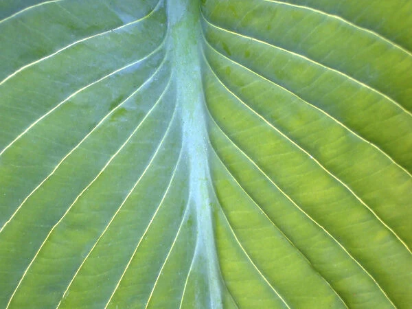 Hosta leaf closeup