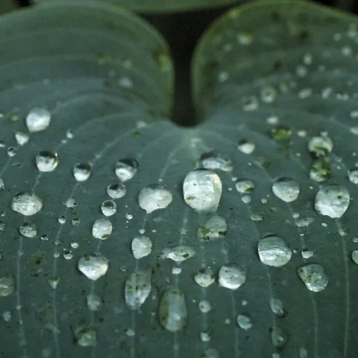 Framed Print : Hosta leaf with dew