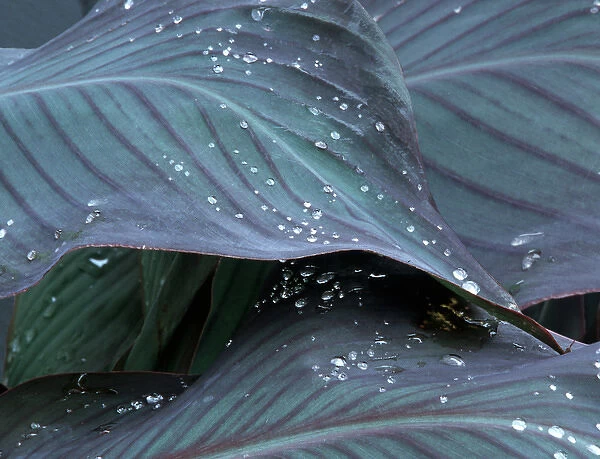 Hosta leaf with dew drops close up