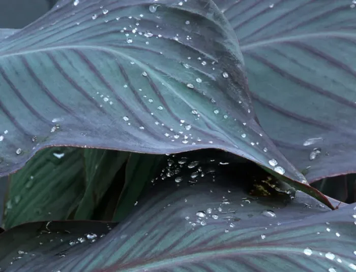 Framed Print : Hosta leaf with dew drops close up Framed Print : Hosta leaf with dew drops close up