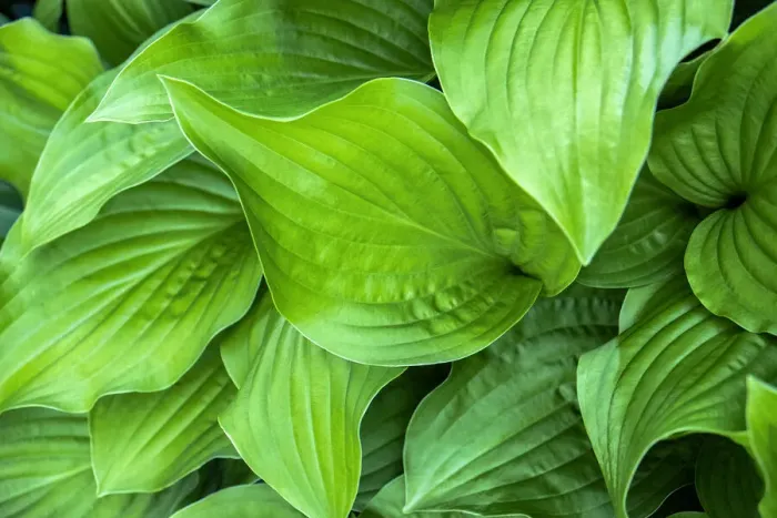 Framed Print : Hosta plant, USA