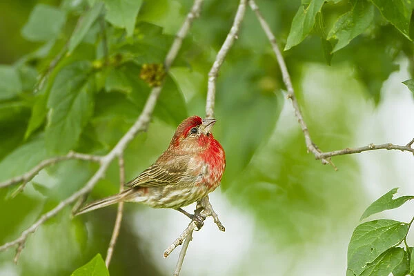 House Finch (Carpodacus mexicanus) male perched in hackberry tree, central Texas