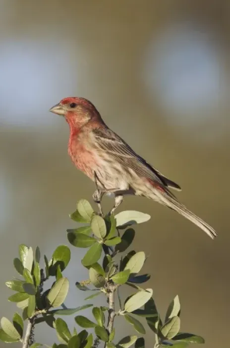 Framed Print : House Finch, Carpodacus mexicanus, male, Uvalde County, Hill Country, Texas, USA