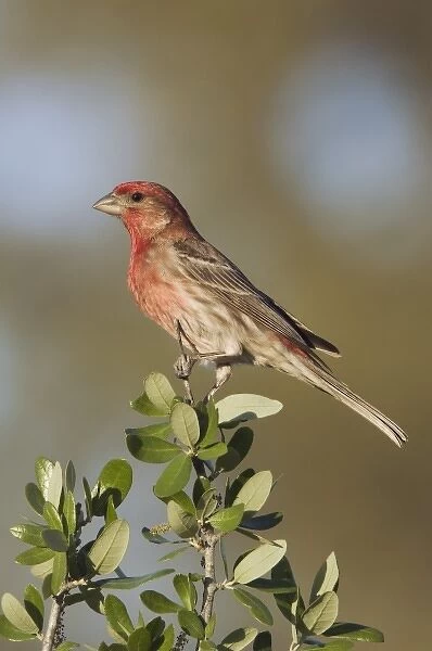 House Finch, Carpodacus mexicanus, male, Uvalde County, Hill Country, Texas, USA