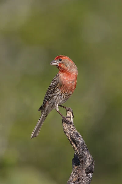 House Finch (Carpodacus mexicanus) male perched