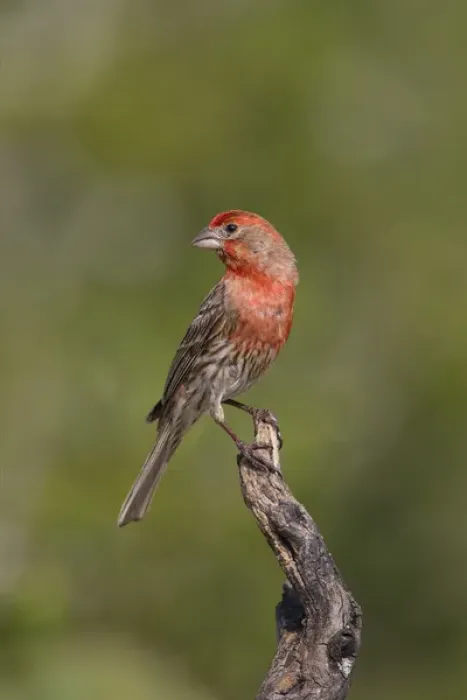Framed Print : House Finch (Carpodacus mexicanus) male perched
