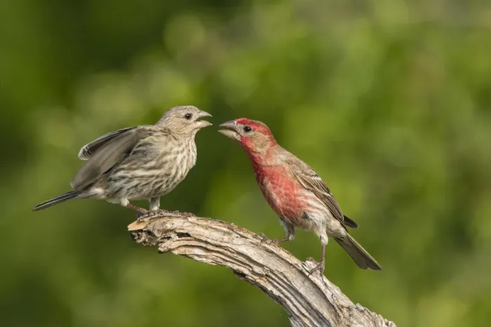 Framed Print : House Finch (Carpodacus mexicanus) pair bonding