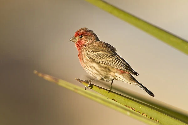 House Finch (Carpodacus mexicanus) perched in yucca, west Texas