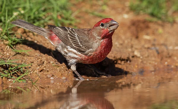 House finch drinking
