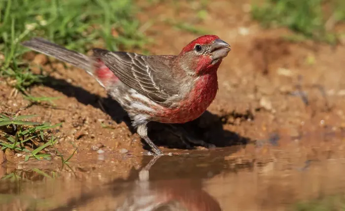 Framed Print : House finch drinking Framed Print : House finch drinking