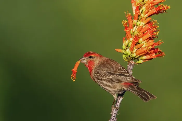 Framed Print : House finch with ocotillo cactus bloom in southern Arizona Framed Print : House finch with ocotillo cactus bloom in southern Arizona