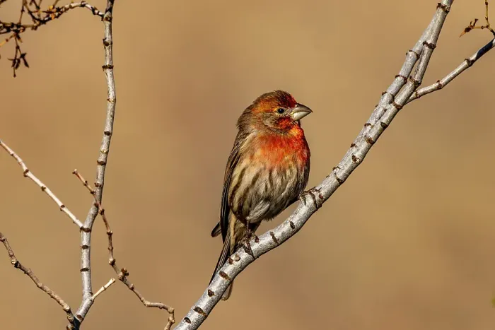 Framed Print : House finch in Palm Springs, California, USA