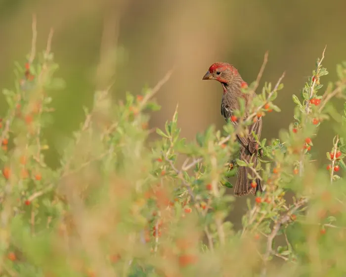 Framed Print : House finch in wolfberries, Bosque del Apache National Wildlife Refuge, New Mexico