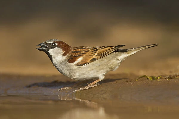 House Sparrow (Passer domesticus) male drinking at pond
