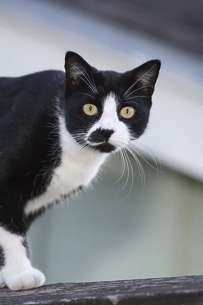 Houston, Texas, USA. Black and white cat on a fence