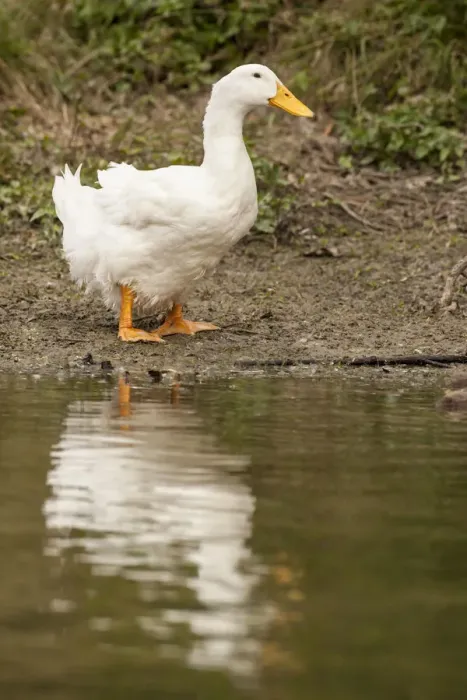 Framed Print : Houston, Texas, USA. Domestic Pekin or Long Island duck standing by the edge of a pond Framed Print : Houston, Texas, USA. Domestic Pekin or Long Island duck standing by the edge of a pond