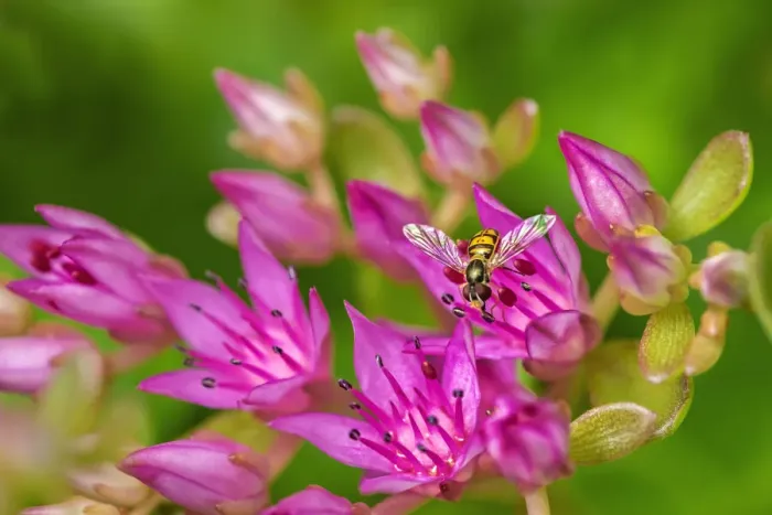 Framed Print : Hover Fly on Pink Flowering Sedum