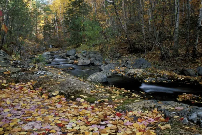 Framed Print : Howe Brook, Baxter State Park, ME. A stream in fall