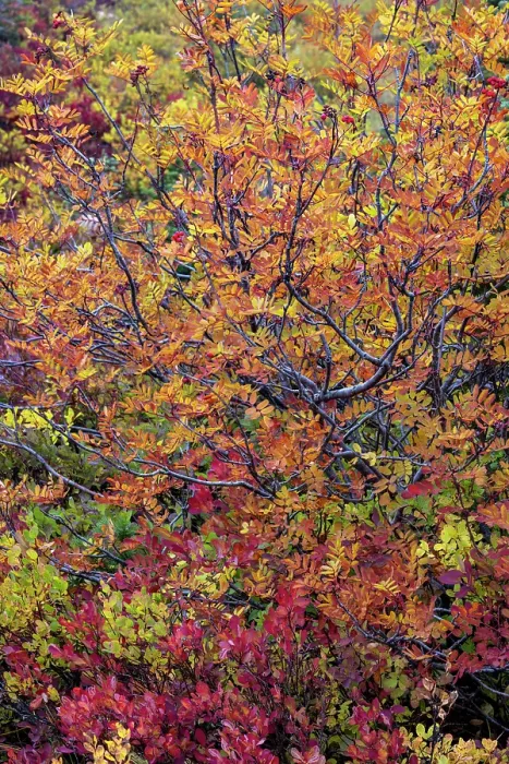 Framed Print : Huckleberry bushes and mountain ash in autumn hues in Mount Rainier National Park, Washington State, USA Framed Print : Huckleberry bushes and mountain ash in autumn hues in Mount Rainier National Park, Washington State, USA