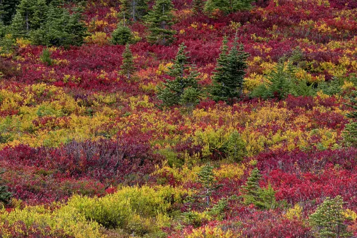 Framed Print : Huckleberry bushes and mountain ash in autumn hues in Mount Rainier National Park, Washington State, USA