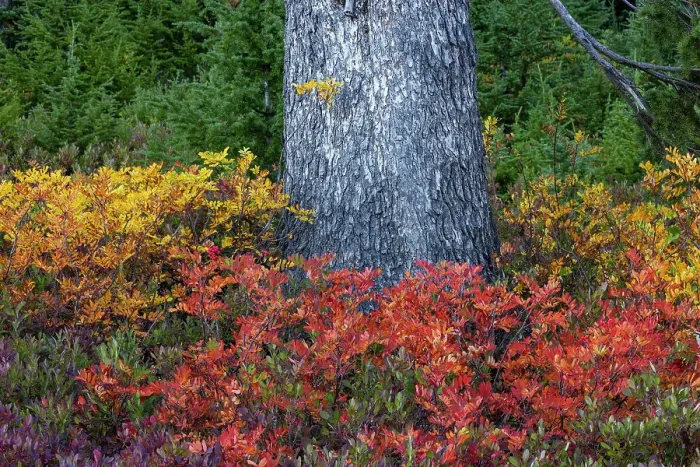 Framed Print : Huckleberry and mountain ash in autumn hues under douglas fir tree in Mount Rainier National Park, Washington State, USA