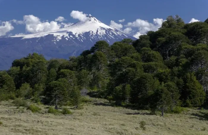 Framed Print : Huerquehue National Park, Chile. South America. Villarrica Volcano (Volcn Villarrica Framed Print : Huerquehue National Park, Chile. South America. Villarrica Volcano (Volcn Villarrica