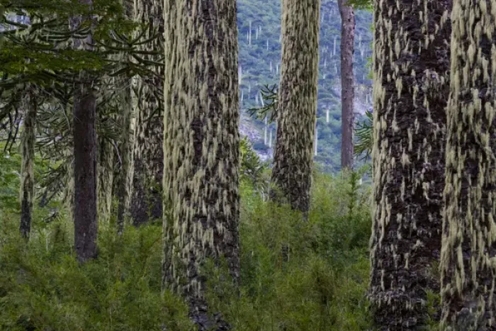 Framed Print : Huerquehue National Park, Chile. South America. Lichen on trunks of monkeypuzzle trees