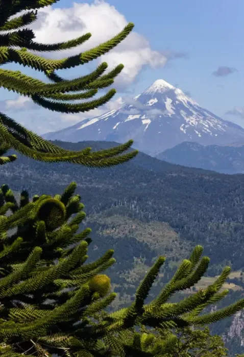 Framed Print : Huerquehue National Park, Chile. South America. Monkeypuzzle tree (Araucaria araucana) Framed Print : Huerquehue National Park, Chile. South America. Monkeypuzzle tree (Araucaria araucana)