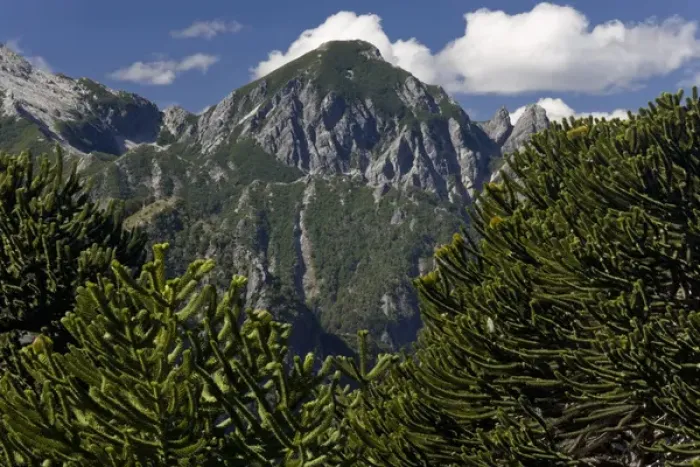 Framed Print : Huerquehue National Park, Chile. South America. Monkeypuzzle trees (Araucaria araucana) Framed Print : Huerquehue National Park, Chile. South America. Monkeypuzzle trees (Araucaria araucana)