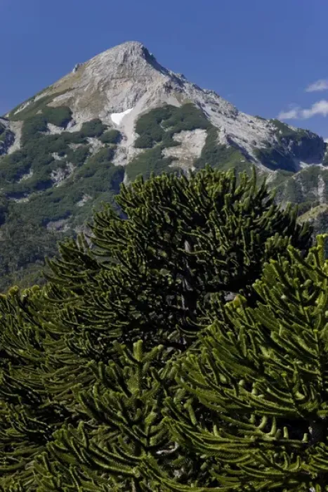 Framed Print : Huerquehue National Park, Chile. South America. Monkeypuzzle trees (Araucaria araucana) Framed Print : Huerquehue National Park, Chile. South America. Monkeypuzzle trees (Araucaria araucana)