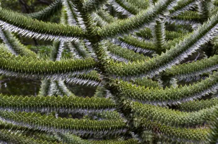 Framed Print : Huerquehue National Park, Chile. South America. Branches of monkeypuzzle trees (Araucaria araucana)