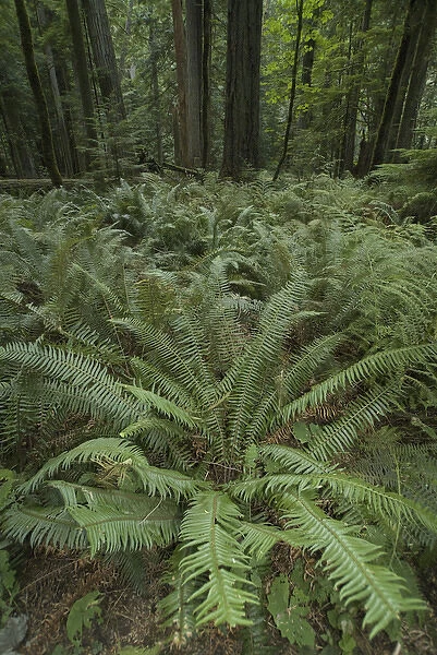 Huge Ferns and Trees at Cathedral Grove in MacMillan Provincial Park, British Columbia
