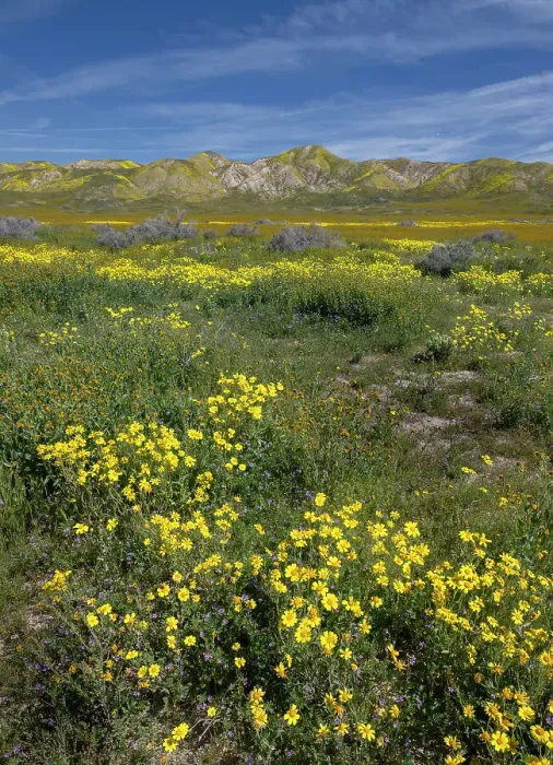Framed Print : Huge fields of wildflowers cover the Carrizo Plains during a spring super bloom