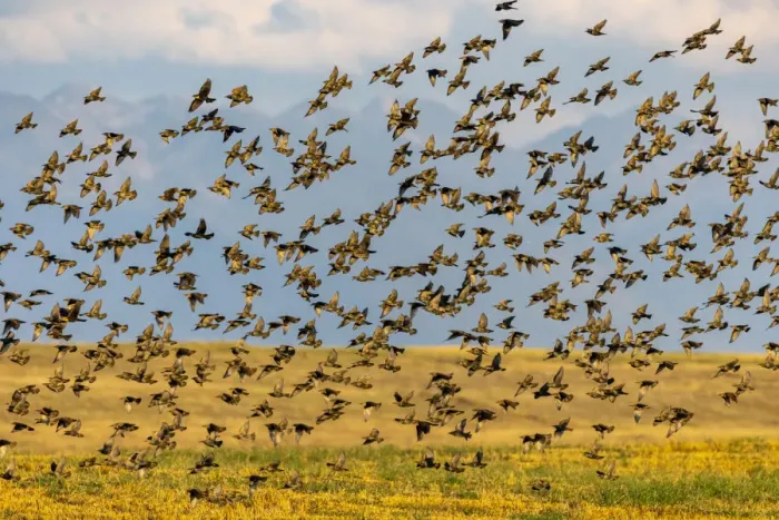 Framed Print : Huge flock of European starlings take flight in the Flathead Valley, Montana, USA