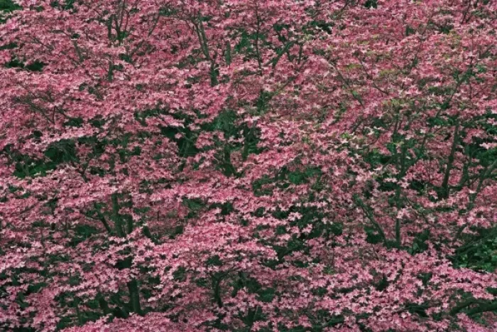 Framed Print : Huge hybrid pink dogwood tree in full bloom, Louisville, Kentucky