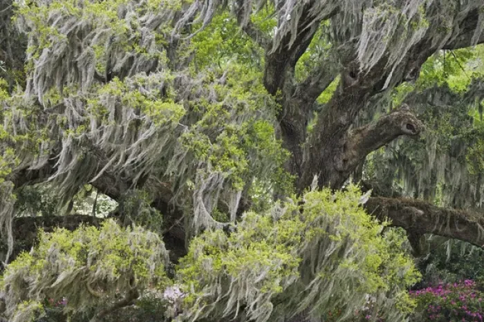 Framed Print : Huge Live Oak draped with Spanish Moss blowing in the wind, Charleston, South Carolina Framed Print : Huge Live Oak draped with Spanish Moss blowing in the wind, Charleston, South Carolina