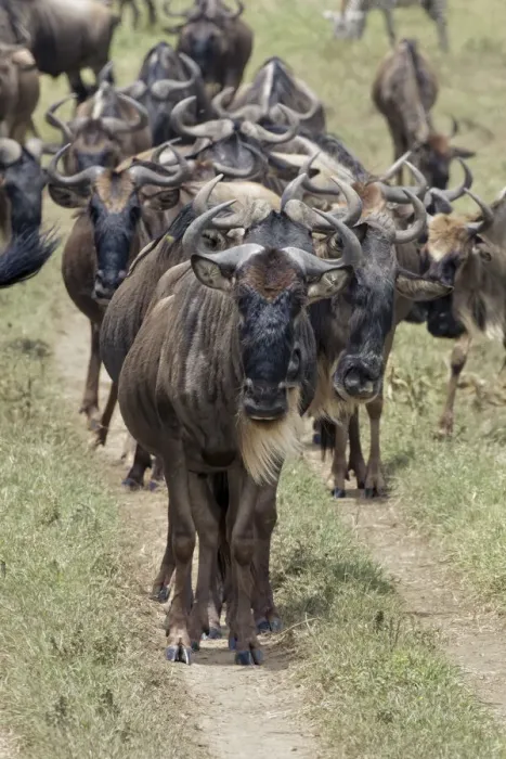 Framed Print : Huge wildebeest herd during migration, Serengeti National Park, Tanzania, Africa Framed Print : Huge wildebeest herd during migration, Serengeti National Park, Tanzania, Africa