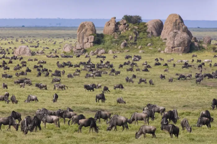 Framed Print : Huge wildebeest herd during migration, Serengeti National Park, Tanzania, Africa