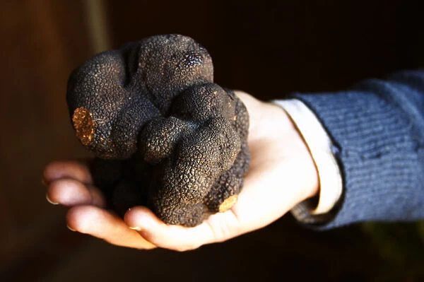 Hugues Martin, the owner of the truffles farm holding a gigantic fresh black Perigord