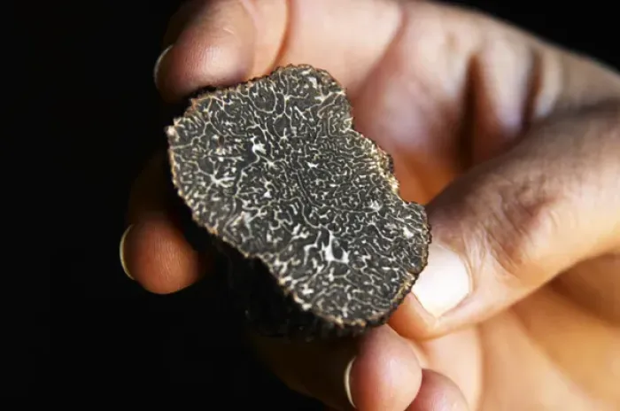 Framed Print : Hugues Martin, the owner of the truffles farm holding a fresh Perigord truffle in