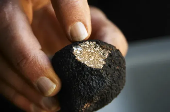 Framed Print : Hugues Martin, the owner of the truffles farm holding a fresh Perigord truffle in