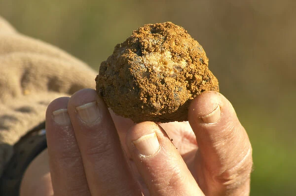 Hugues Martin, the owner of the truffles farm A truffle just dug out of the ground