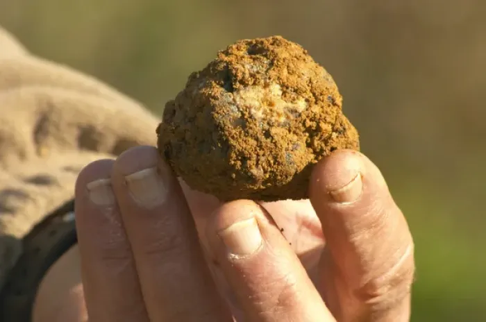 Framed Print : Hugues Martin, the owner of the truffles farm A truffle just dug out of the ground Framed Print : Hugues Martin, the owner of the truffles farm A truffle just dug out of the ground