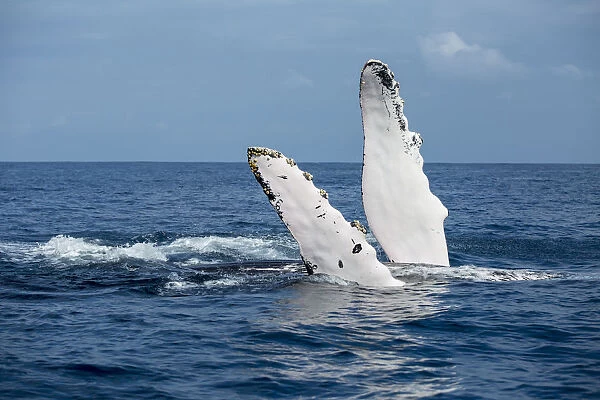 A humback whale floats on its back while displaying its pectoral fins on the surface of blue water of the Silver Bank, Dominican Republic