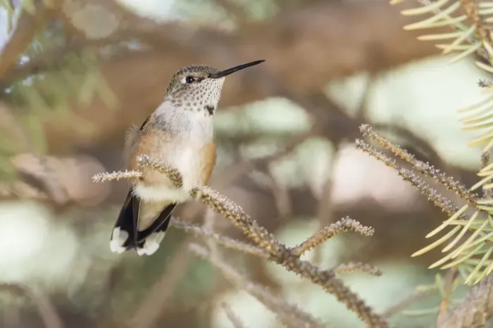 Framed Print : Hummingbird Framed Print : Hummingbird