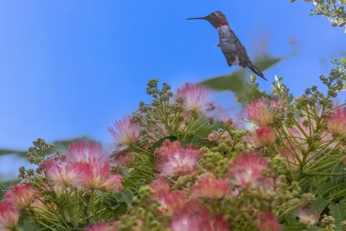 Framed Print : Hummingbird feeding off Silk Tree. California