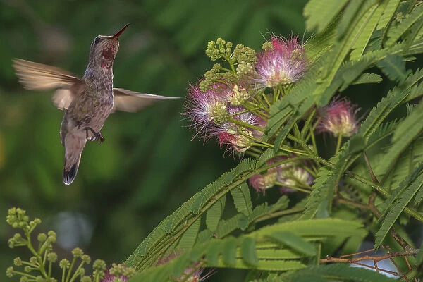 Hummingbird feeding off Silk Tree. California