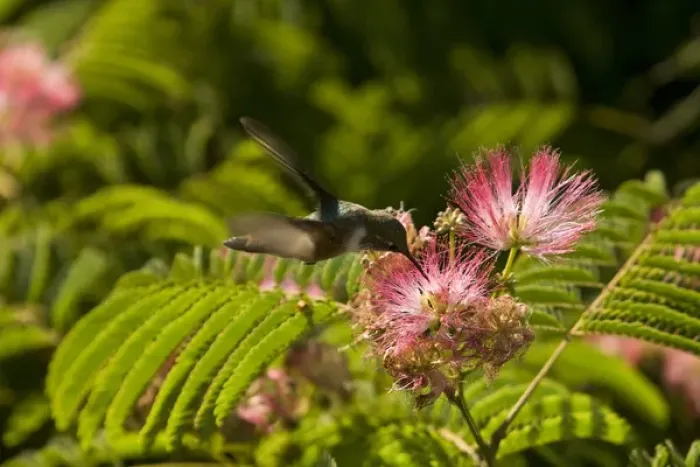 Framed Print : A hummingbird feeds from a pink flower