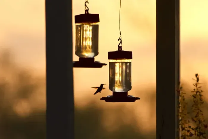 Framed Print : Hummingbirds at feeder before sunrise, Texas Framed Print : Hummingbirds at feeder before sunrise, Texas
